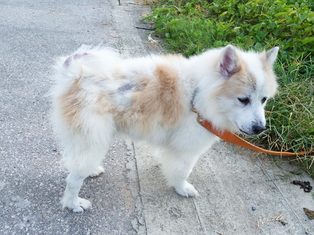 A fluffy white dog with tan patches on its back stands on the sidewalk, wearing a collar and leash, as if eagerly awaiting a visit to the vet. It looks toward the grass on the right, where sparse vegetation borders the path.