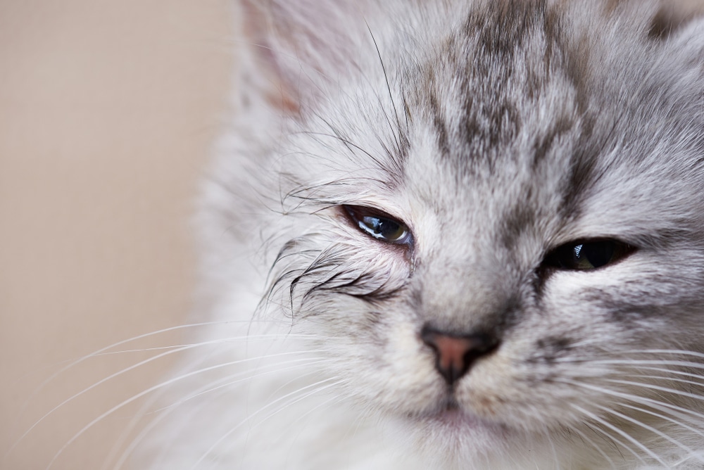 Close-up of a fluffy gray-and-white kitten with partially closed eyes and slightly wet fur around its eyes, giving it a sleepy or content expression, as if just returned from the vet. The background is softly blurred, highlighting the kitten's face.