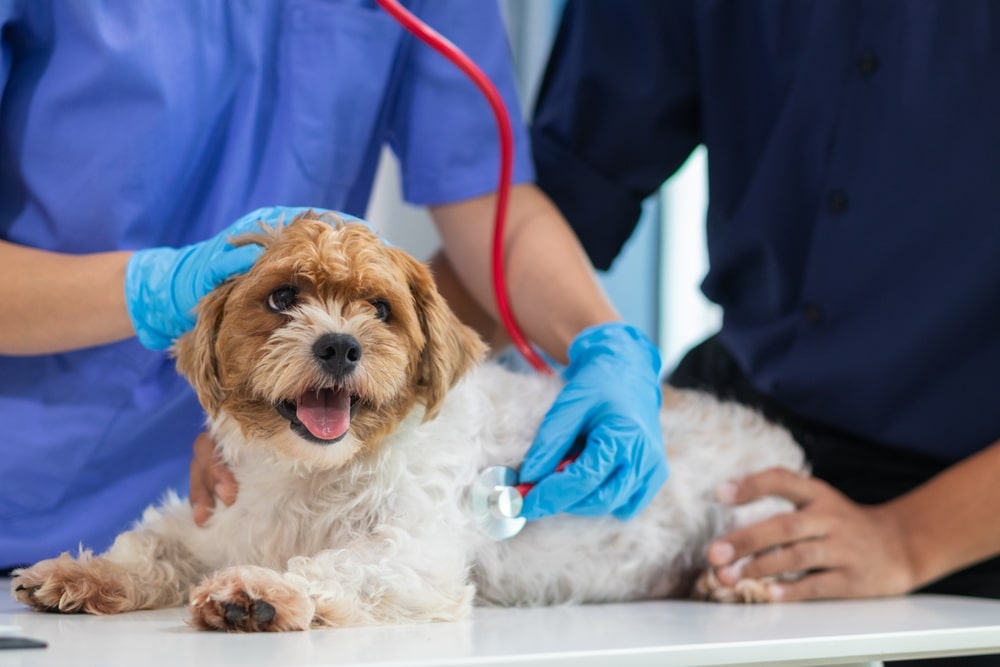 A small, happy dog lies on a table while a veterinarian in blue gloves uses a stethoscope to check its heartbeat. Another person gently holds the dog, providing comfort.