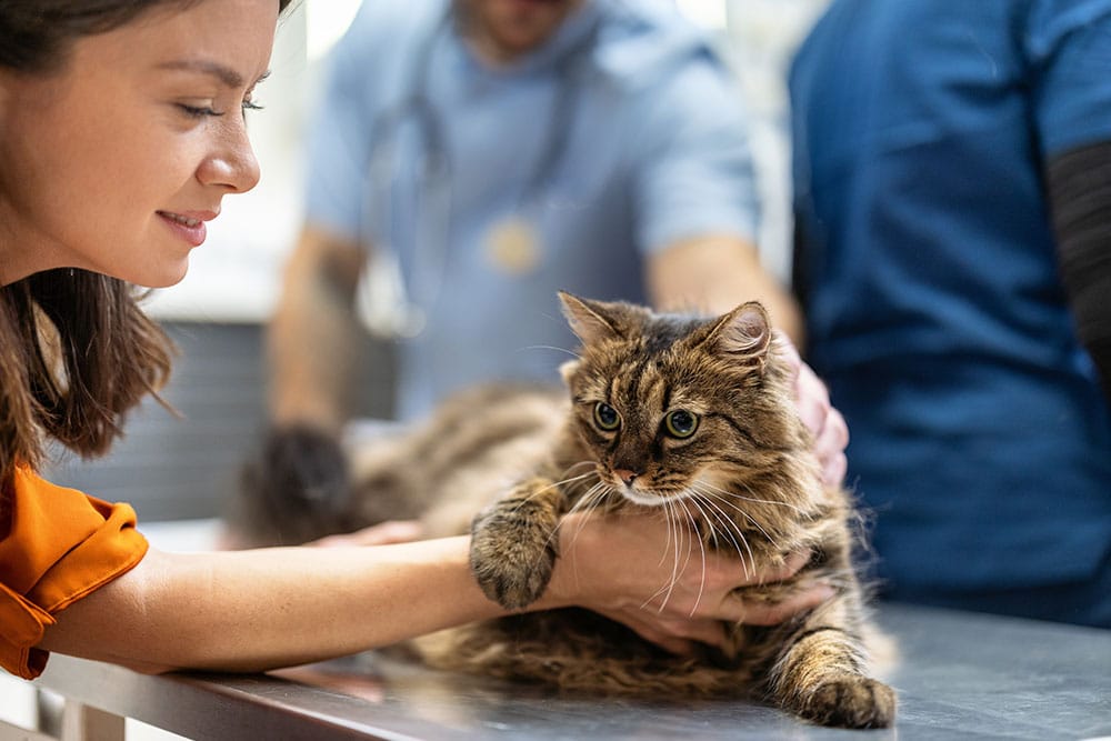 A woman gently pets a fluffy brown tabby cat on a metal examination table at a veterinary clinic. Two veterinarians in scrubs are in the background, observing attentively. The alert cat is being held gently by the vet.